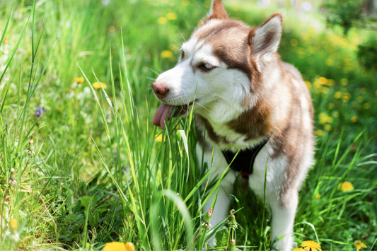 Why does my dog ​​eats plants: the most common causes + tips to avoid it